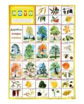 Картинка к книге Лото логическое - Лото логическое: Деревья, плоды, листья (350х500)