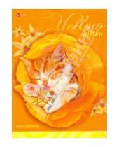 Картинка к книге Эксмо-Канц - Книга для записей 64 листа "Котенок в цветке" (КЗИ0164681)