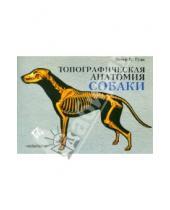 Картинка к книге К. Питер Гуди - Топографическая анатомия собаки