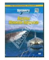 Картинка к книге Джеф Курр - Акулы Южной Африки (DVD)
