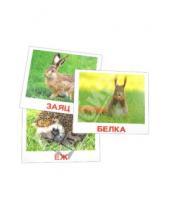 Картинка к книге В. Е. Епанова Е., Т. Носова - Комплект карточек "Дикие животные" 16,5х19,5 см.