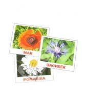 Картинка к книге В. Е. Епанова Е., Т. Носова - Комплект карточек "Цветы" 16,5х19,5 см