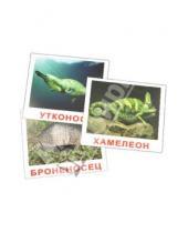 Картинка к книге В. Е. Епанова Е., Т. Носова - Комплект карточек "Экзотические животные" 16,5х19,5 см.