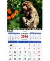 Картинка к книге Календарь на магните  94х167 - Календарь на магните на 2016 год. Год обезьяны. Маленький павиан (20626)