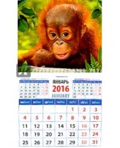 Картинка к книге Календарь на магните  94х167 - Календарь на магните на 2016 год. Год обезьяны. Малыш орангутанг (20627)
