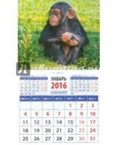 Картинка к книге Календарь на магните  94х167 - Календарь магнитный 2016. Год обезьяны. Малыш шимпанзе (20630)