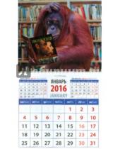Картинка к книге Календарь на магните  94х167 - Календарь магнитный на 2016. Год обезьяны. Орангутанг с книгой по теории эволюции (20635)