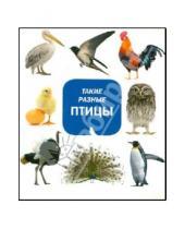 Картинка к книге ИД Мещерякова - Такие разные птицы