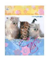 Картинка к книге Тетради - Тетрадь 48 листов клетка. Друзья (щенки и котята). Три котенка. (ТКЛ482042,43,44,45,46)
